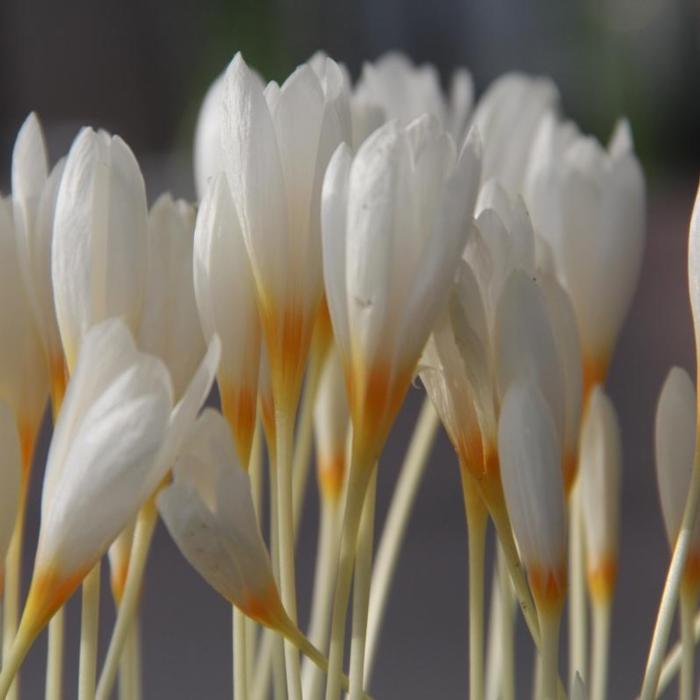 Crocus ochroleucus plant