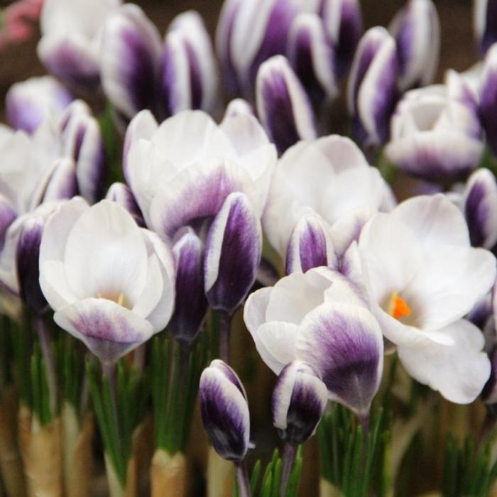 Crocus 'Prins Claus' plant