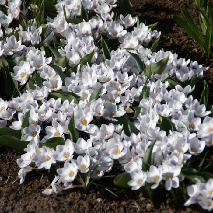 Crocus 'Prins Claus' plant