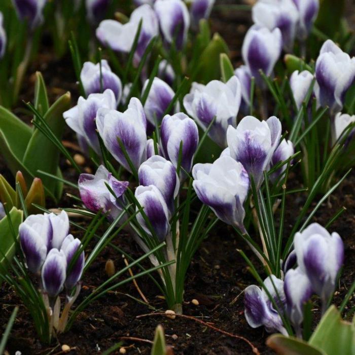 Crocus 'Prins Claus' plant