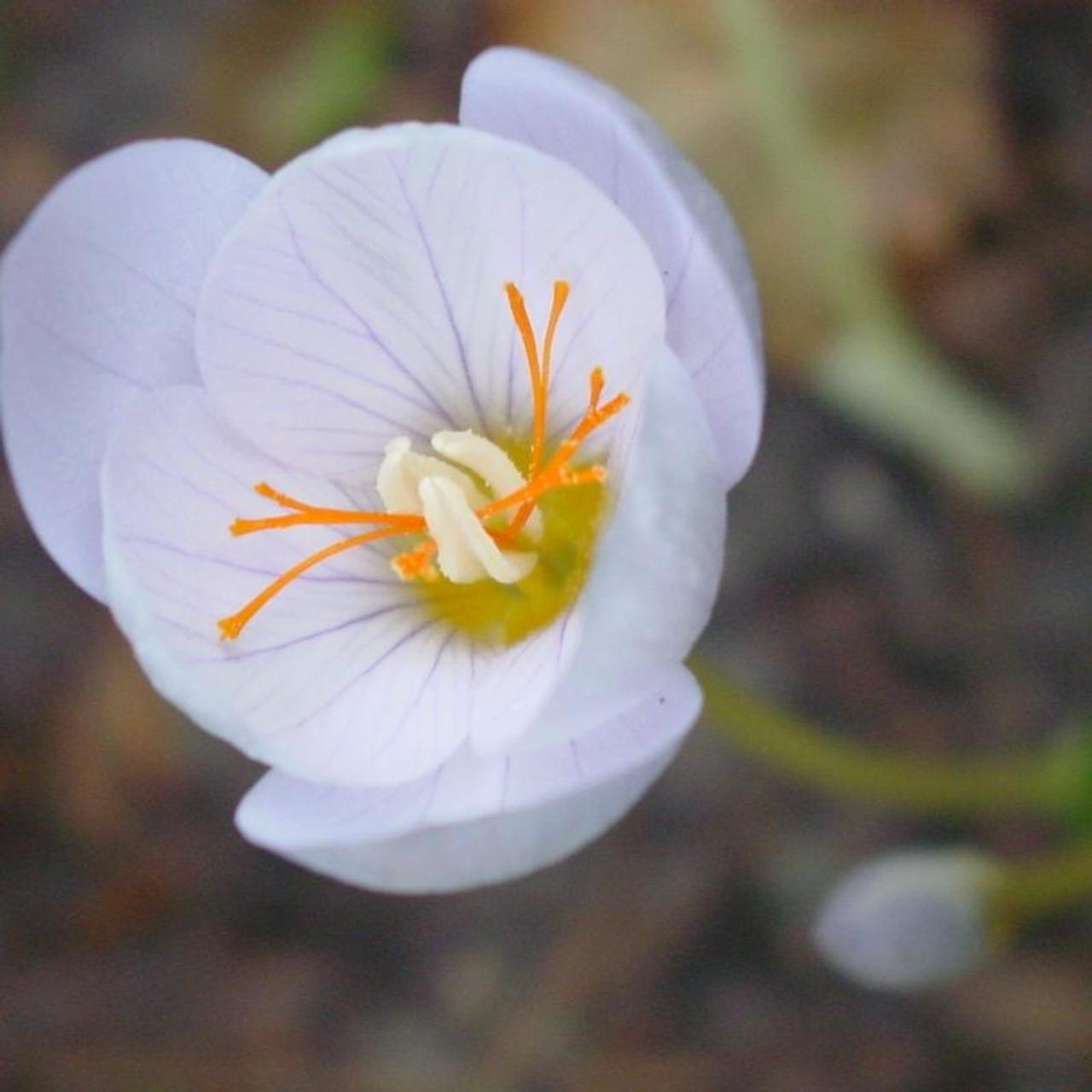 Crocus pulchellus 'Zephyr' plant