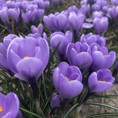 crocus-rio-grande