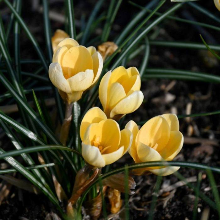 Crocus 'Romance' plant