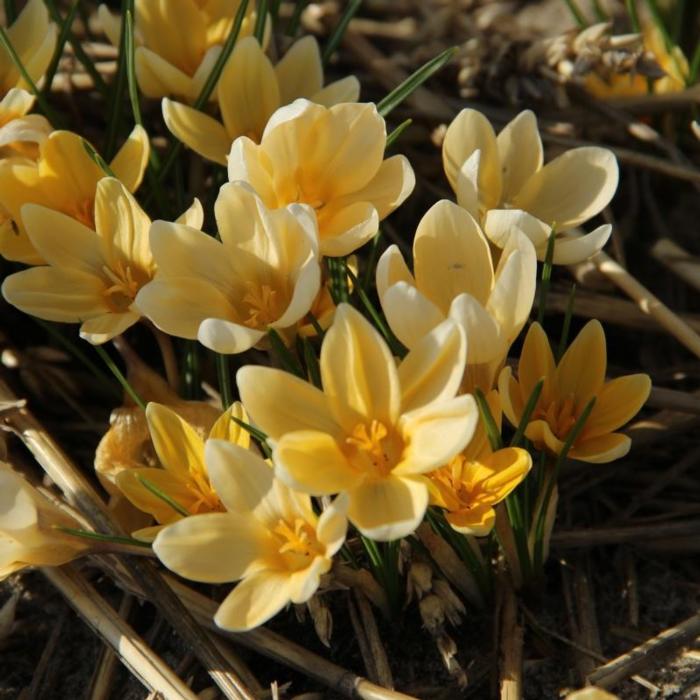 Crocus 'Romance' plant