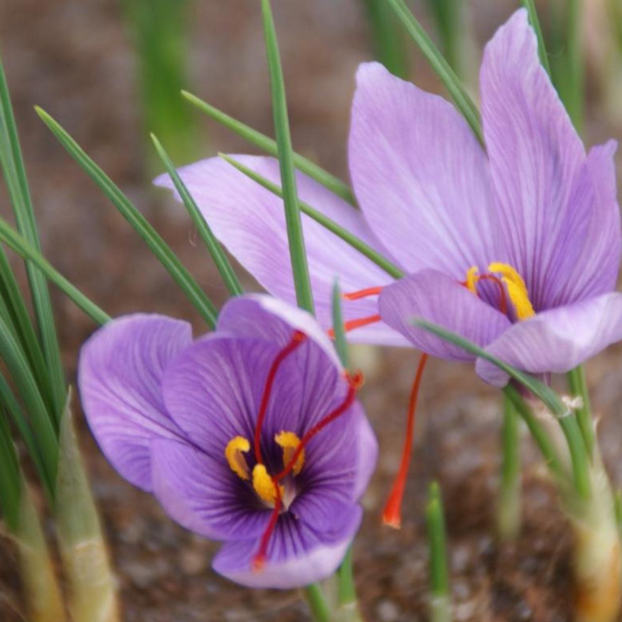 Crocus sativus plant