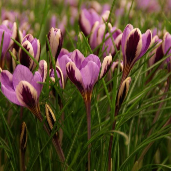 Crocus sieberi 'Spring Beauty' plant