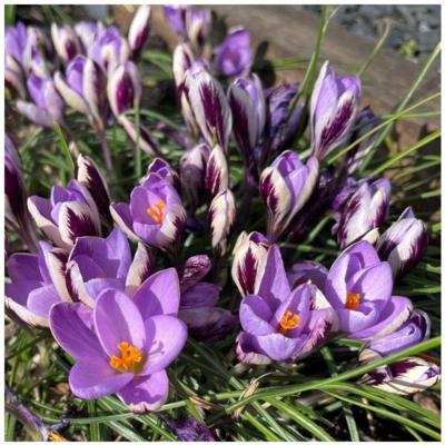 crocus-sieberi-spring-beauty