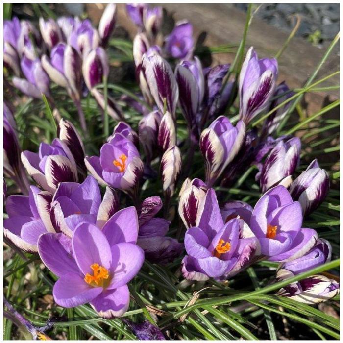 Crocus sieberi 'Spring Beauty' plant