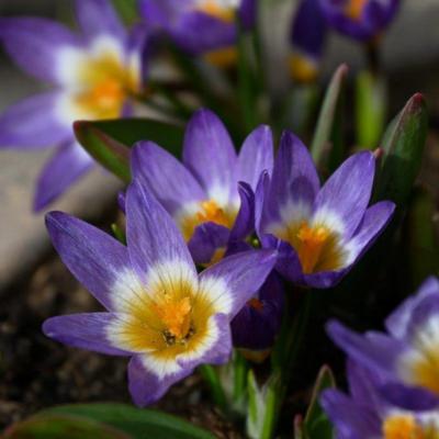 crocus-sieberi-tricolor