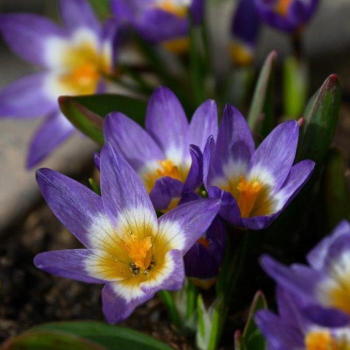 Crocus sieberi 'Tricolor' plant