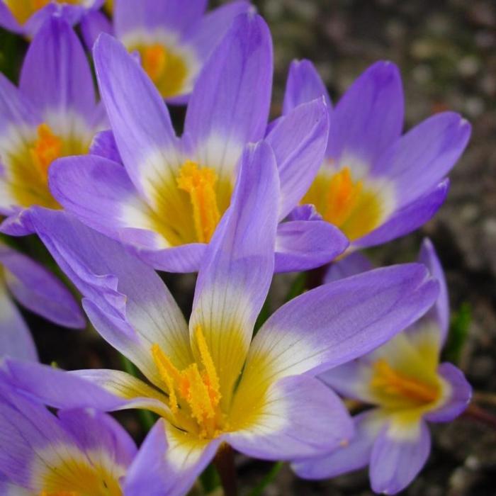 Crocus sieberi 'Tricolor' plant