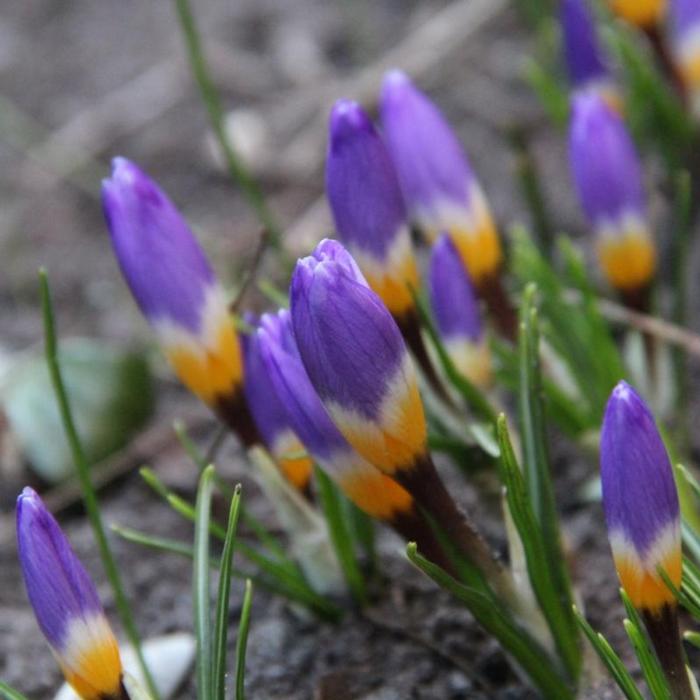 Crocus sieberi 'Tricolor' plant