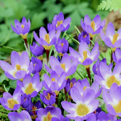 crocus-sieberi-tricolor