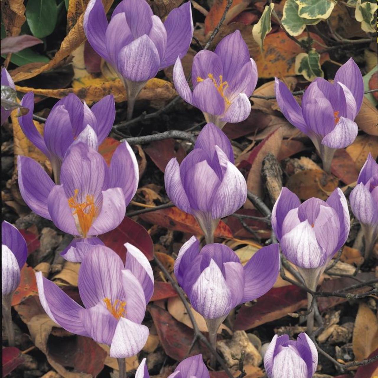 Crocus speciosus 'Aitchinsonii' plant