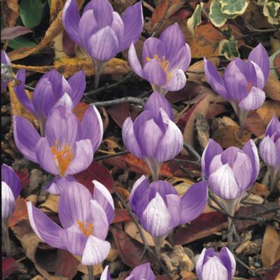 crocus-speciosus-aitchinsonii