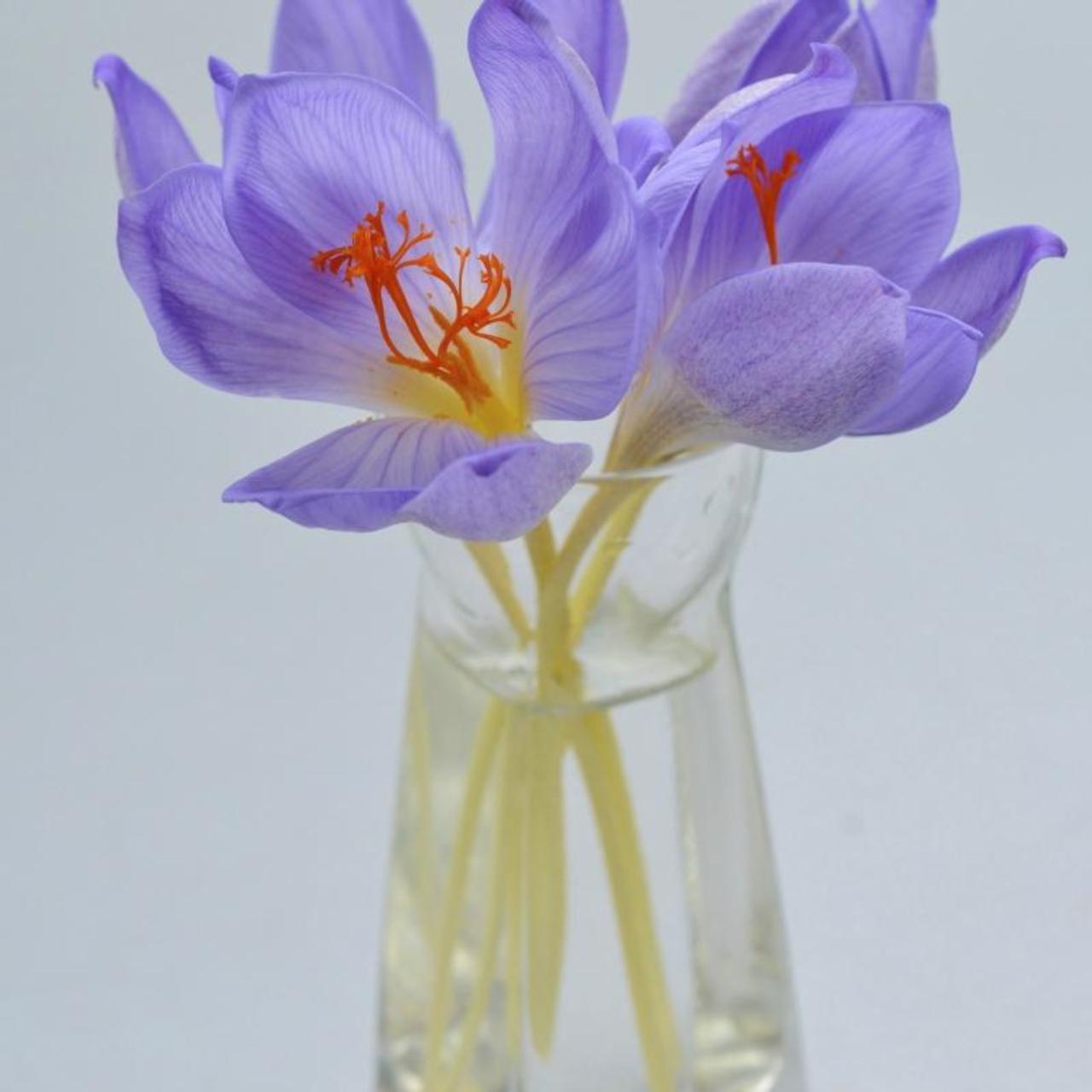 Crocus speciosus 'Artabir' plant