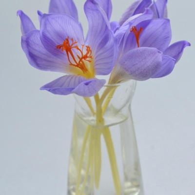 crocus-speciosus-artabir