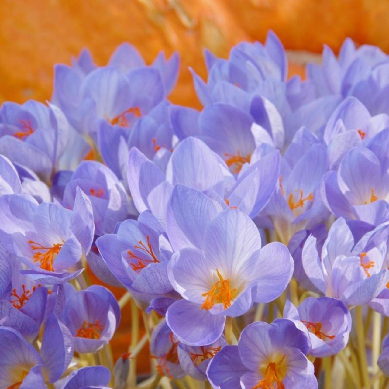 Crocus speciosus 'Cassiope' plant