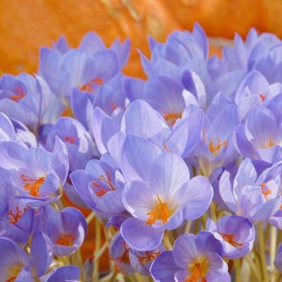 crocus-speciosus-cassiope