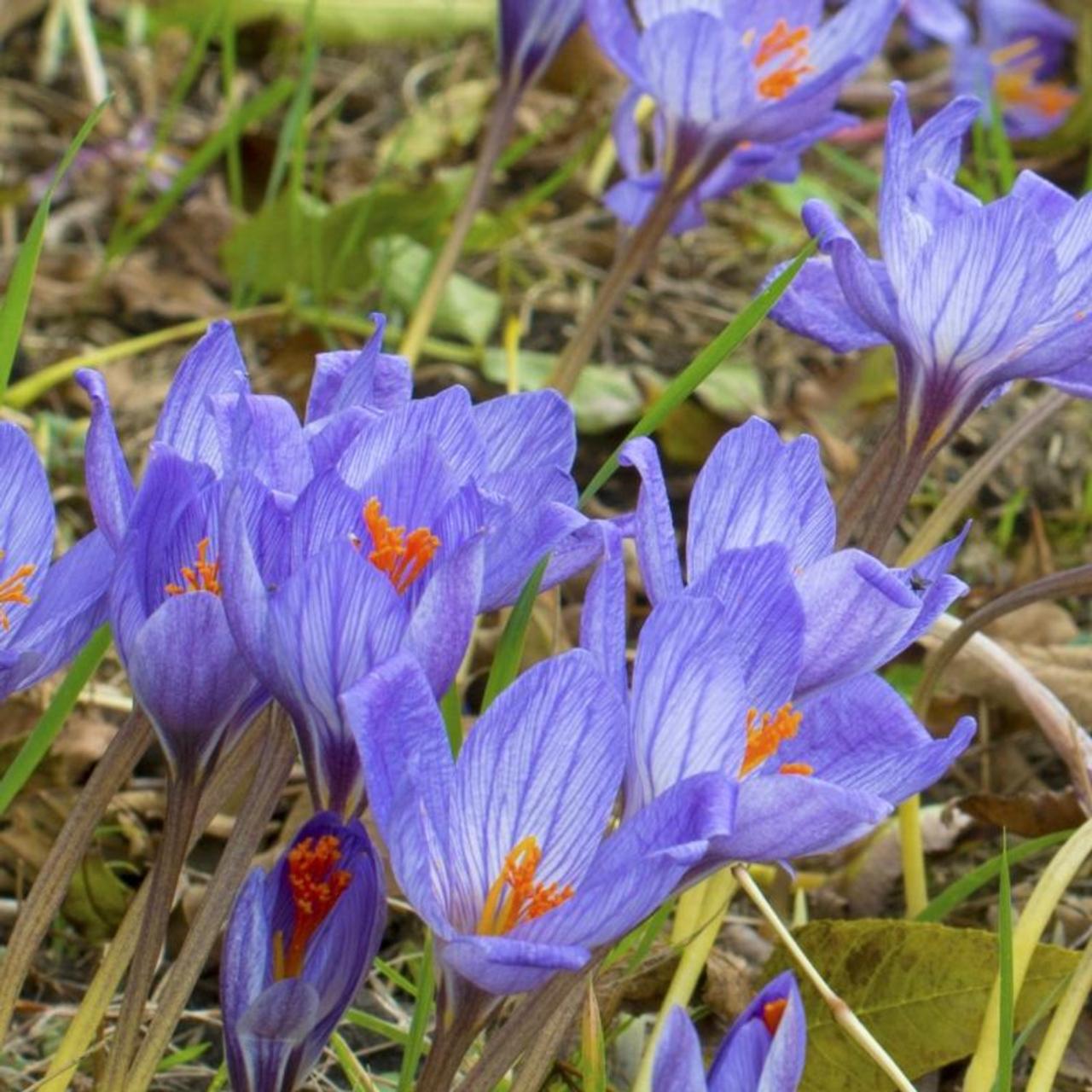 Crocus speciosus 'Conqueror' plant