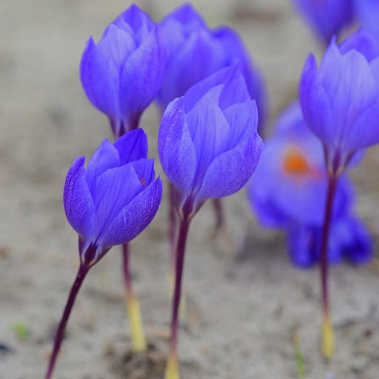 Crocus speciosus 'Oxonian' plant