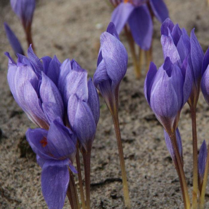 Crocus speciosus 'Semedo' plant