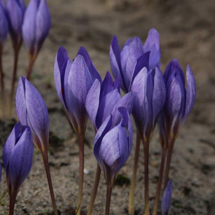 Crocus speciosus 'Semedo' plant