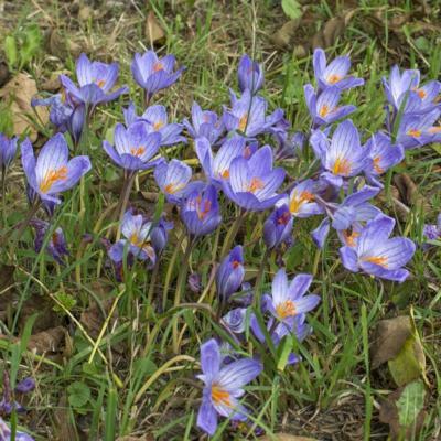 crocus-speciosus-subsp-speciosus