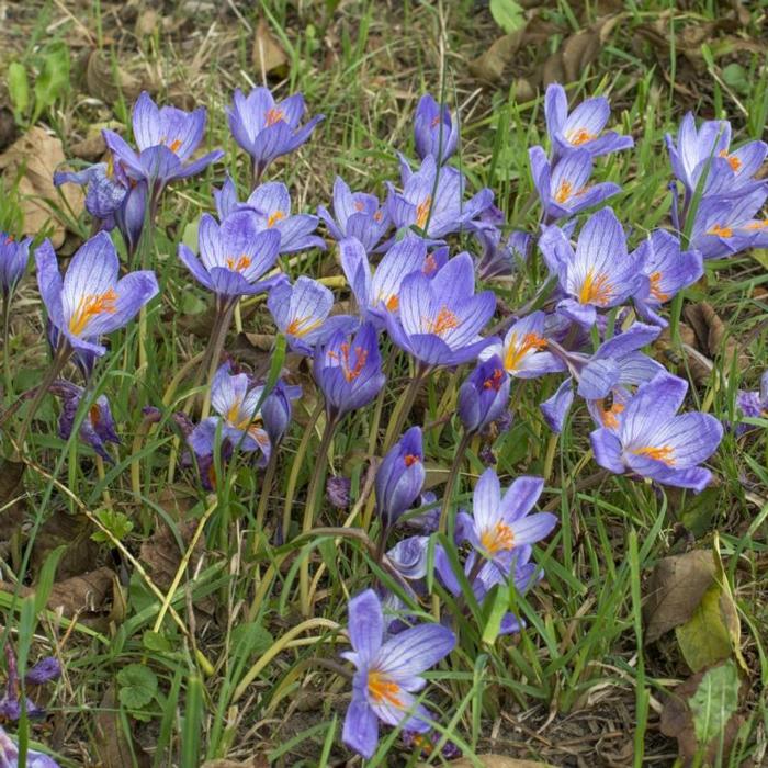 Crocus speciosus subsp. speciosus plant