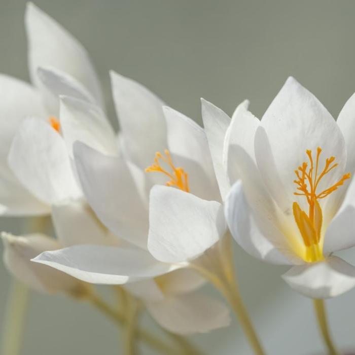 Crocus specious var. albus plant