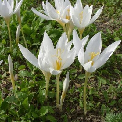 crocus-specious-var-albus