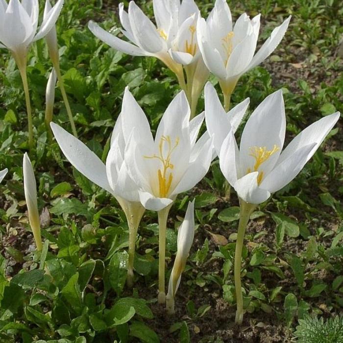 Crocus specious var. albus plant