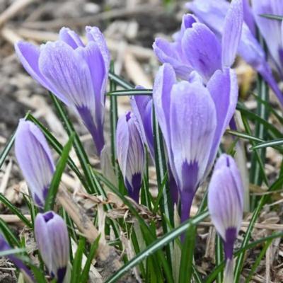 crocus-striped-bird