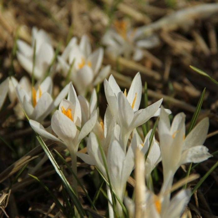 Crocus tommasinianus 'Albus' plant