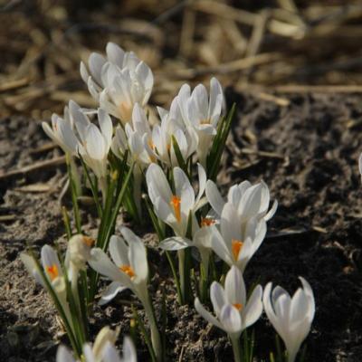 crocus-tommasinianus-albus