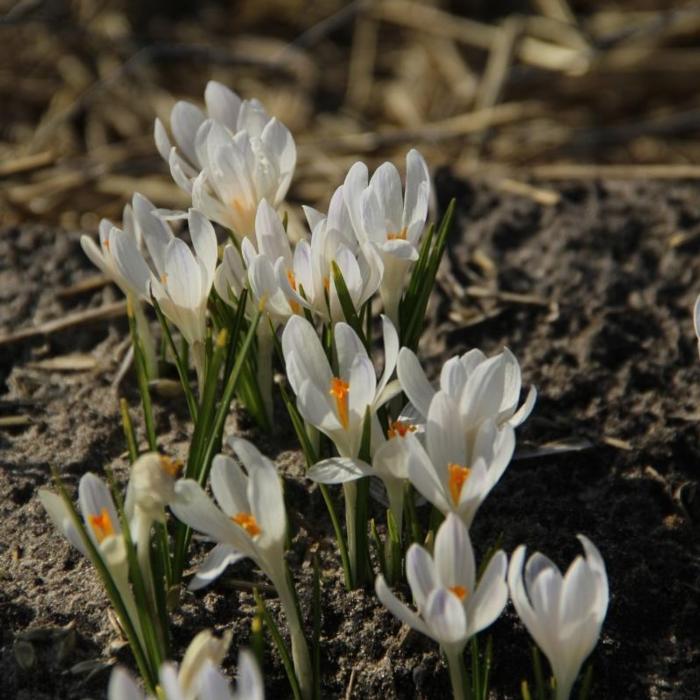 Crocus tommasinianus 'Albus' plant