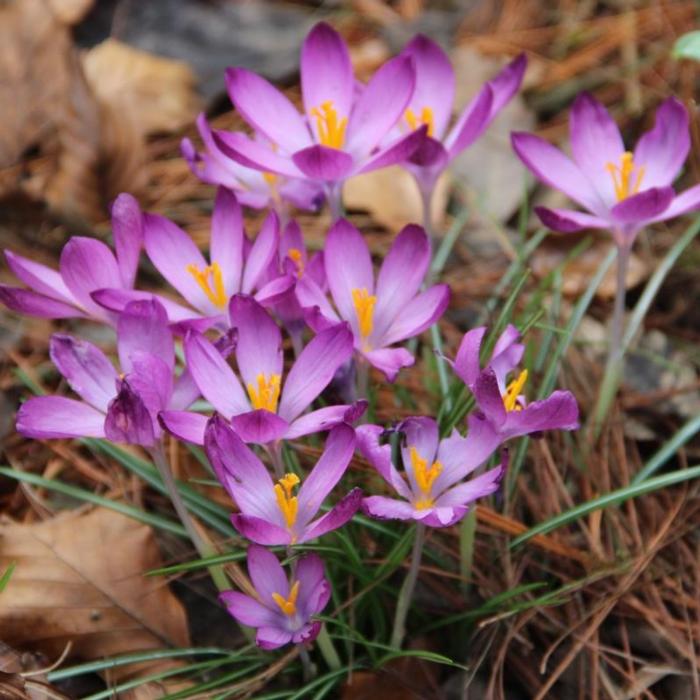 Crocus tommasinianus 'Barr's Purple' plant