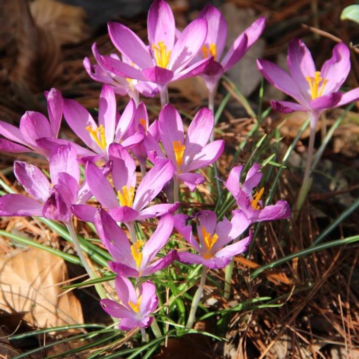 Crocus tommasinianus 'Barr's Purple' plant