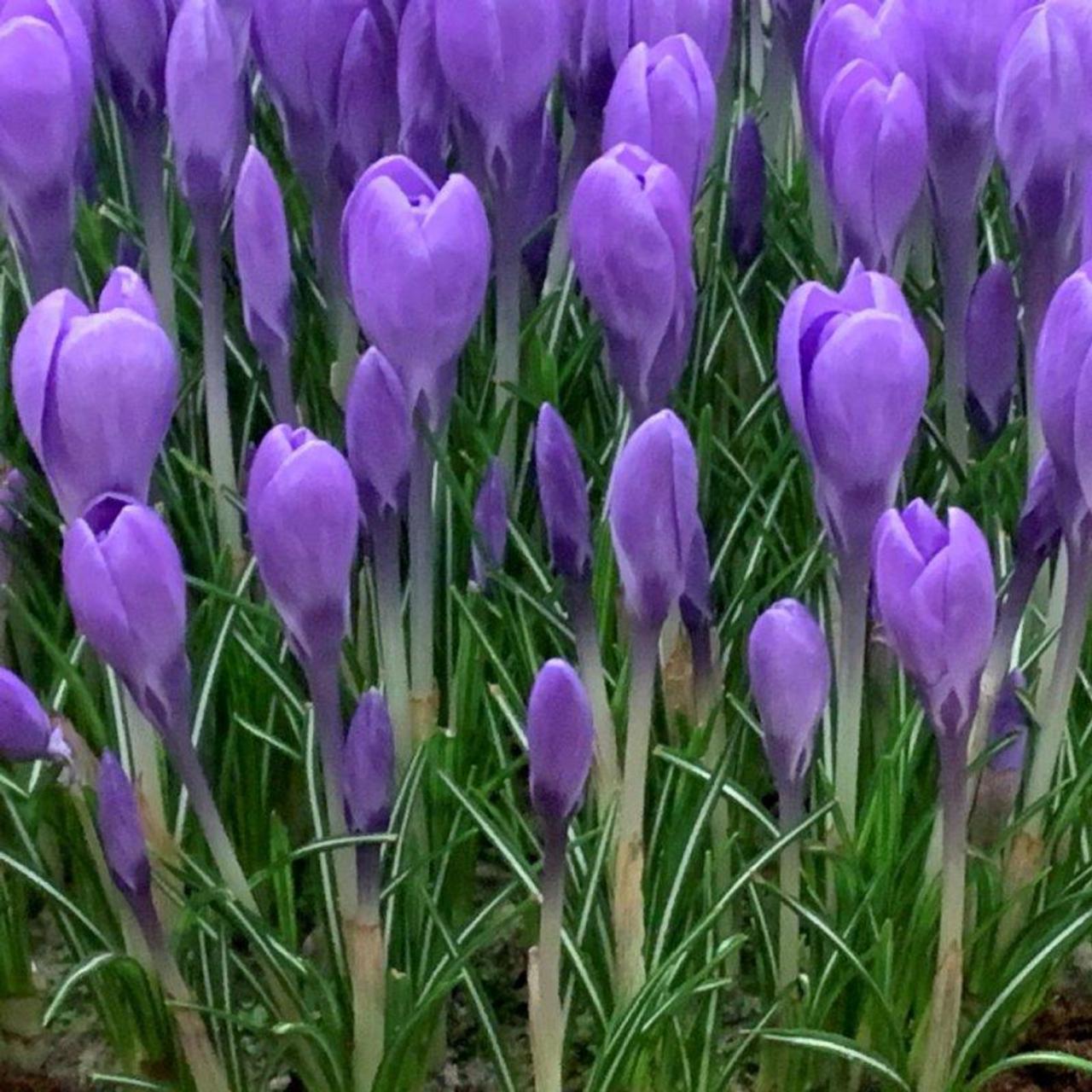 Crocus tommasinianus 'Hummingbird' plant