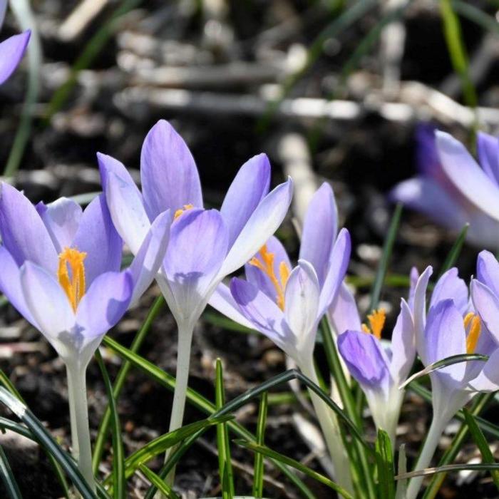 Crocus tommasinianus 'Lilac Beauty' plant