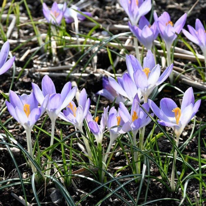 Crocus tommasinianus 'Lilac Beauty' plant