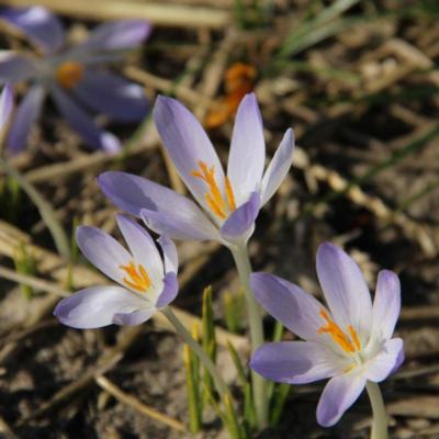 crocus-tommasinianus-lilac-beauty