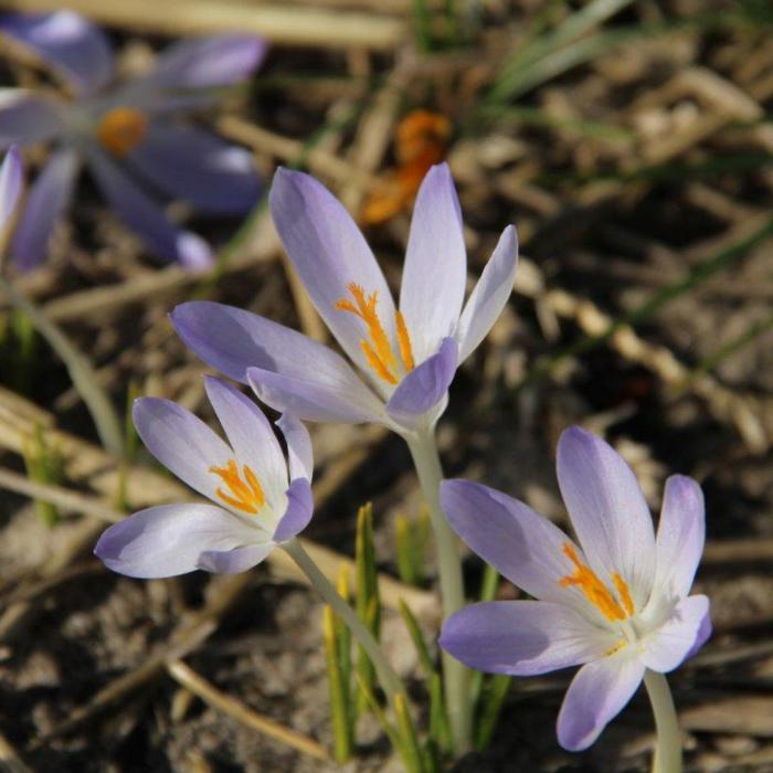 Crocus tommasinianus 'Lilac Beauty' plant