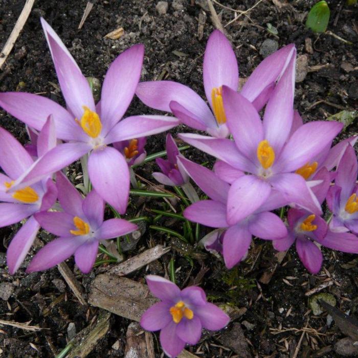 Crocus tommasinianus 'Roseus' plant