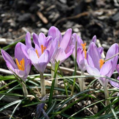 crocus-tommasinianus-roseus