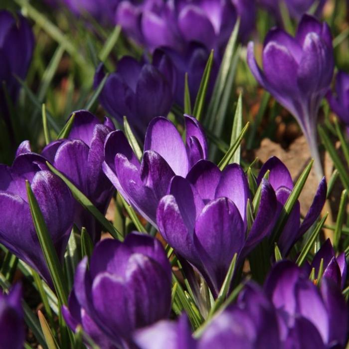 Crocus tommasinianus 'Ruby Giant' plant