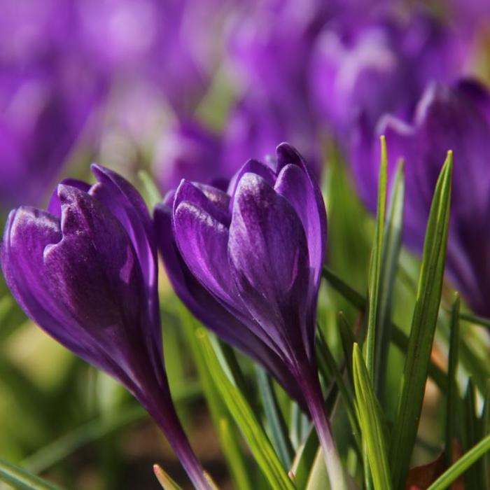 Crocus tommasinianus 'Ruby Giant' plant