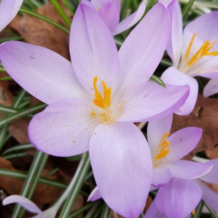 Crocus tommasinianus plant