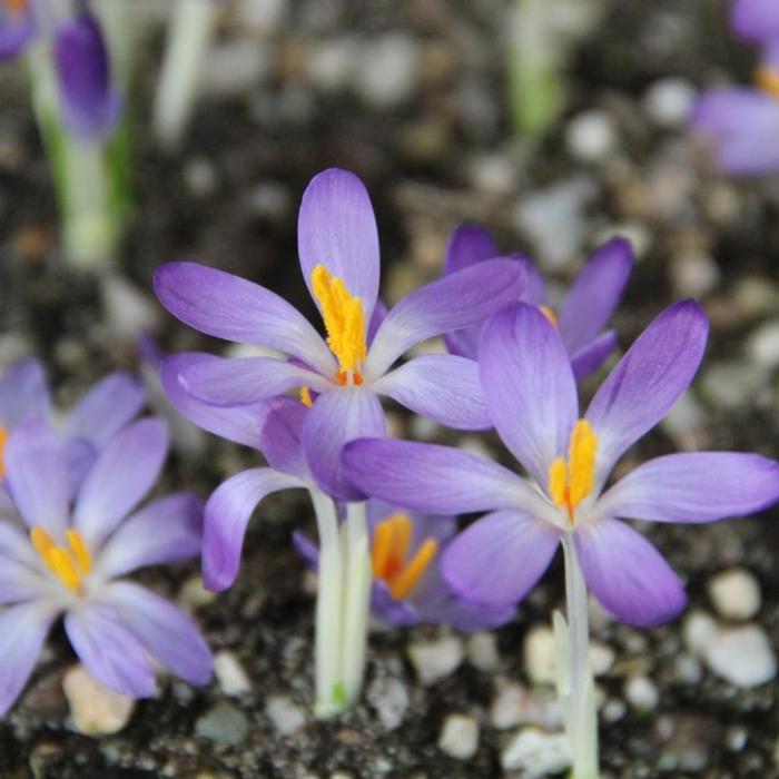 Crocus tommassinianus 'Whitewell Purple' plant