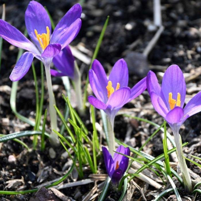 Crocus tommassinianus 'Whitewell Purple' plant